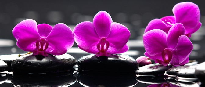 About Me. Orchid and Stones Hero