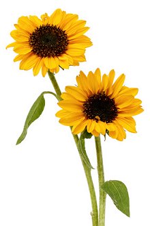 Prices. Library Image: Sunflowers