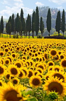 About Me. Library Image: Sunflower Field
